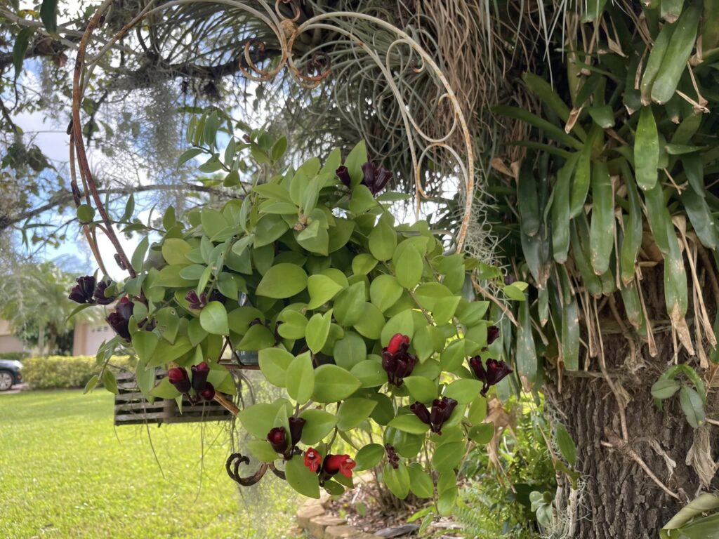 aeschynanthus cultivo en el jardin