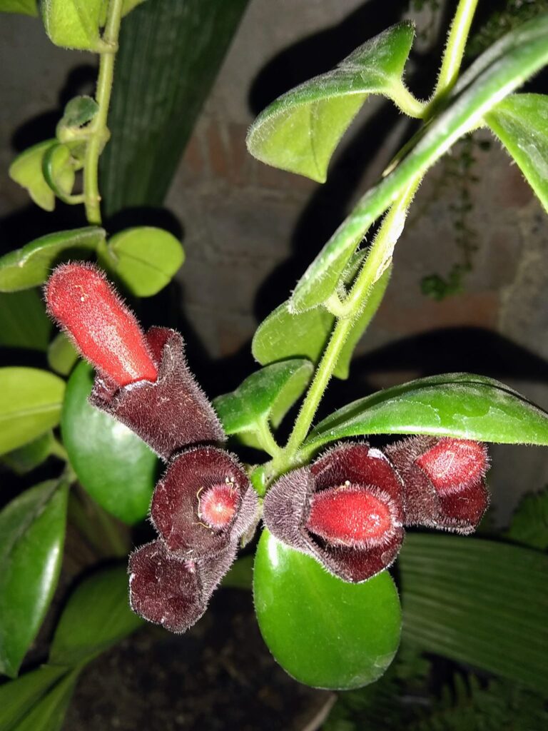 aeschynanthus flor pintalabios