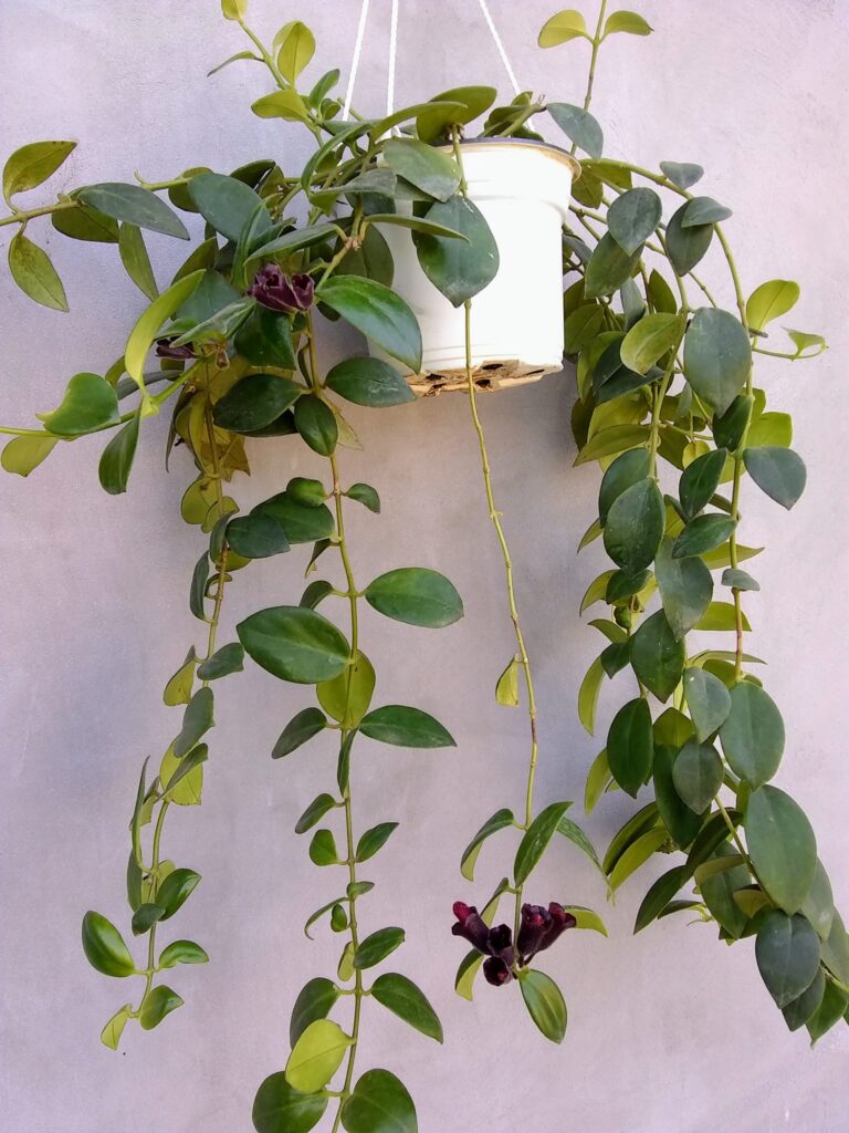 aeschynanthus flor pintalabios