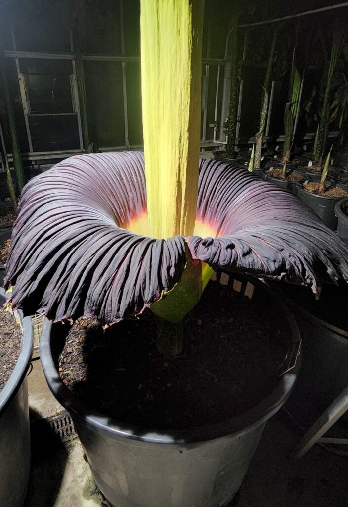 amorphophallus titanum, la flor cadaver