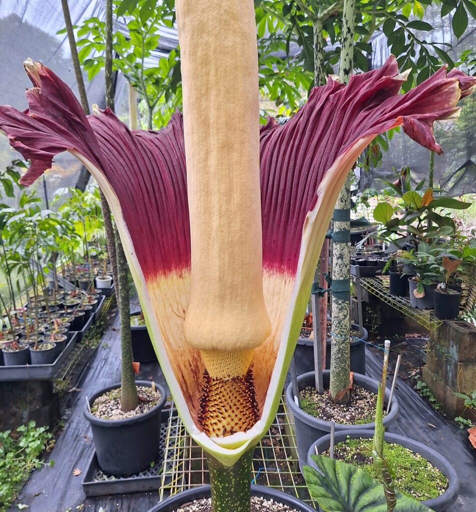 amorphophallus titanum, la flor cadaver