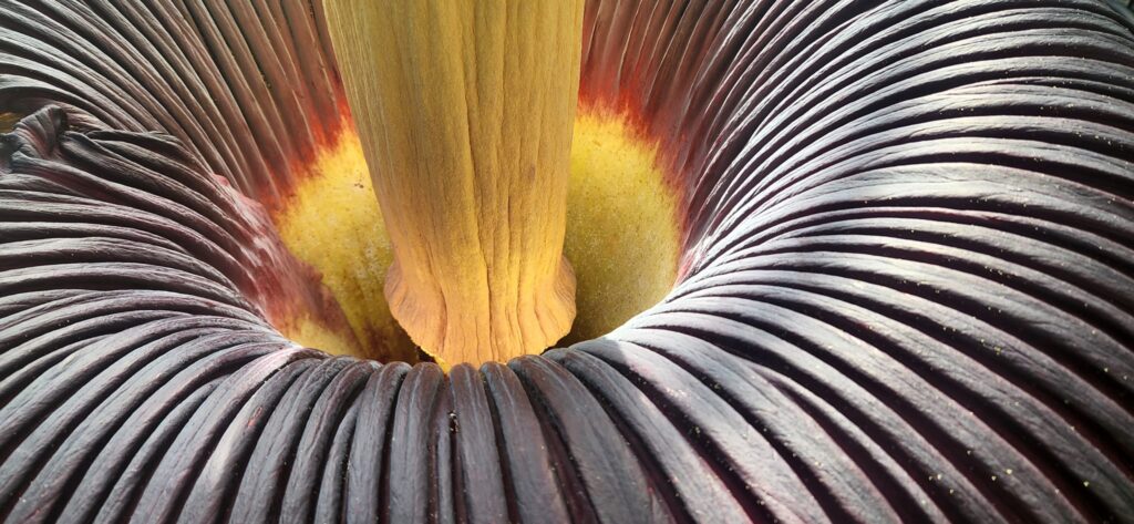 amorphophallus titanum, la flor cadaver