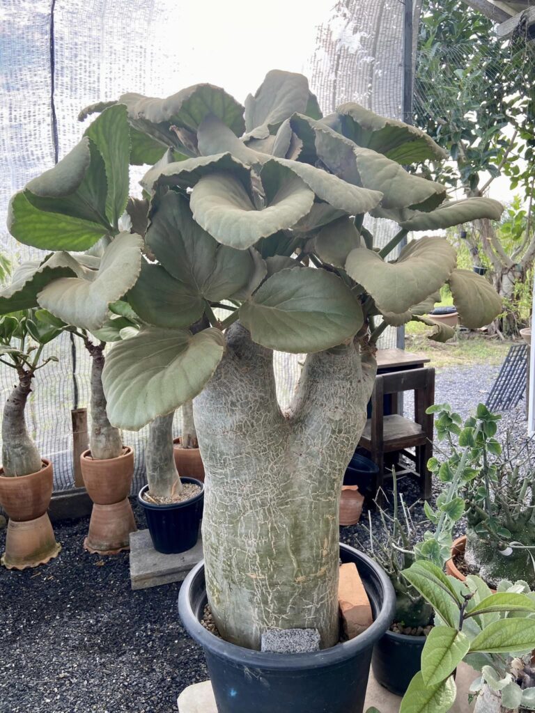 cyphostemma currorii planta exótica, uva del namib