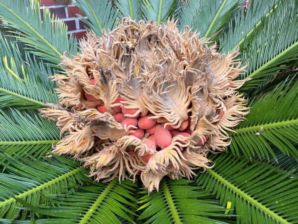 cycas revoluta o semilla sagrada, una de las semillas más raras del mundo