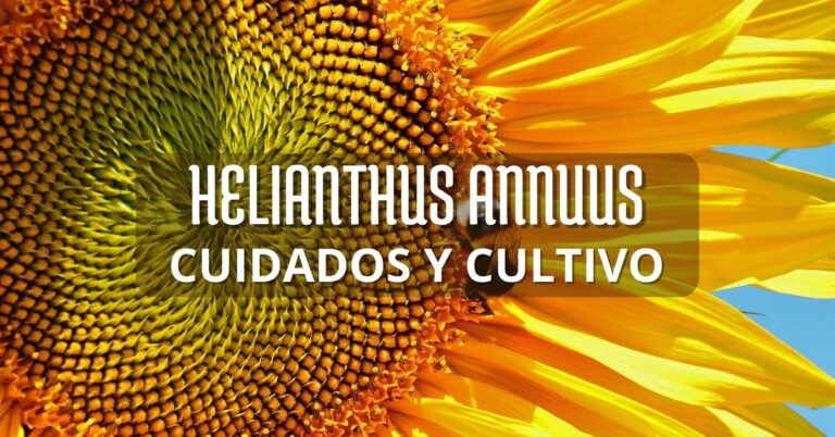 Miniatura helianthus annuus cuidados de cultivo del girasol