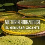 Victoria Amazonica, nenúfar gigante cuidados en estanque