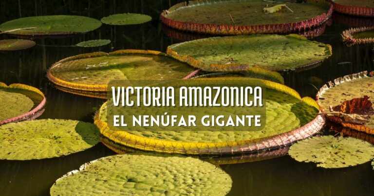 Victoria Amazonica, nenúfar gigante cuidados en estanque