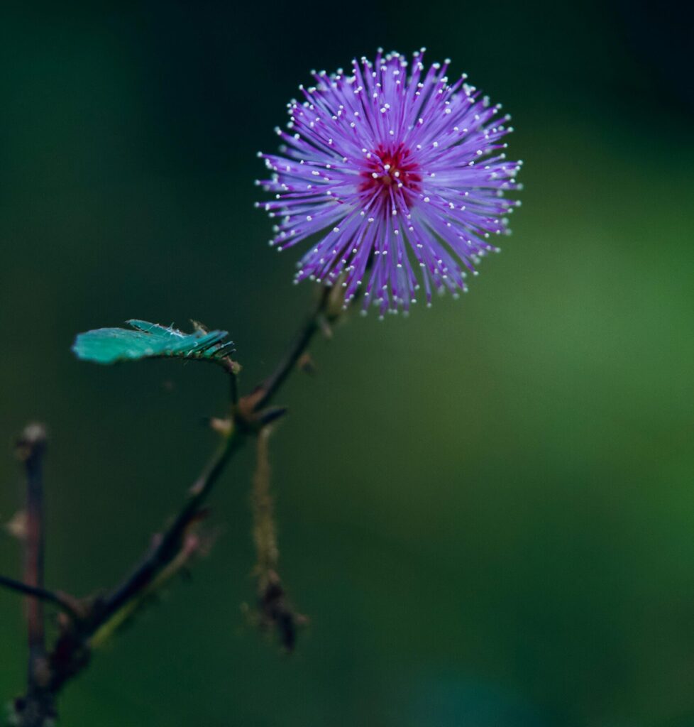 mimosa sensitiva flor