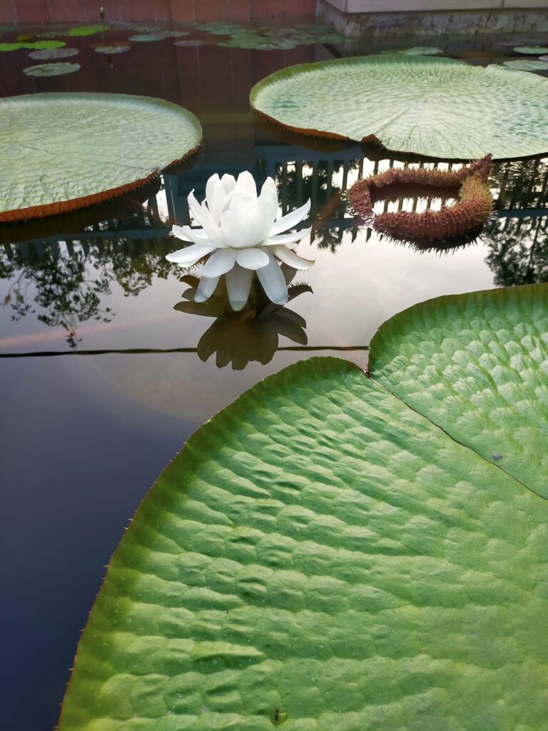 victoria amazonica floración nenúfar gigante en estanque