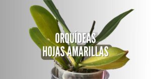 Hojas amarillas en orquideas como solucionarlo