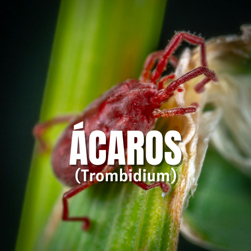 ácaros plagas en orquídeas