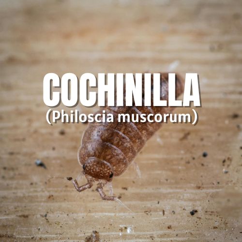 cochinilla en hojas