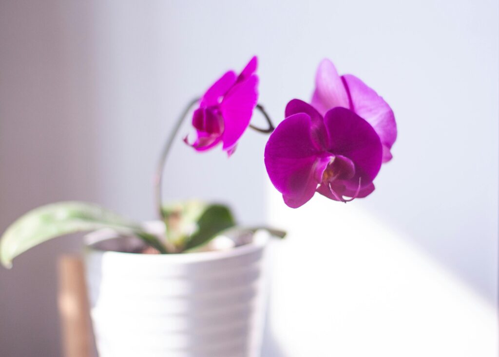 cuidados de orquídeas en casa