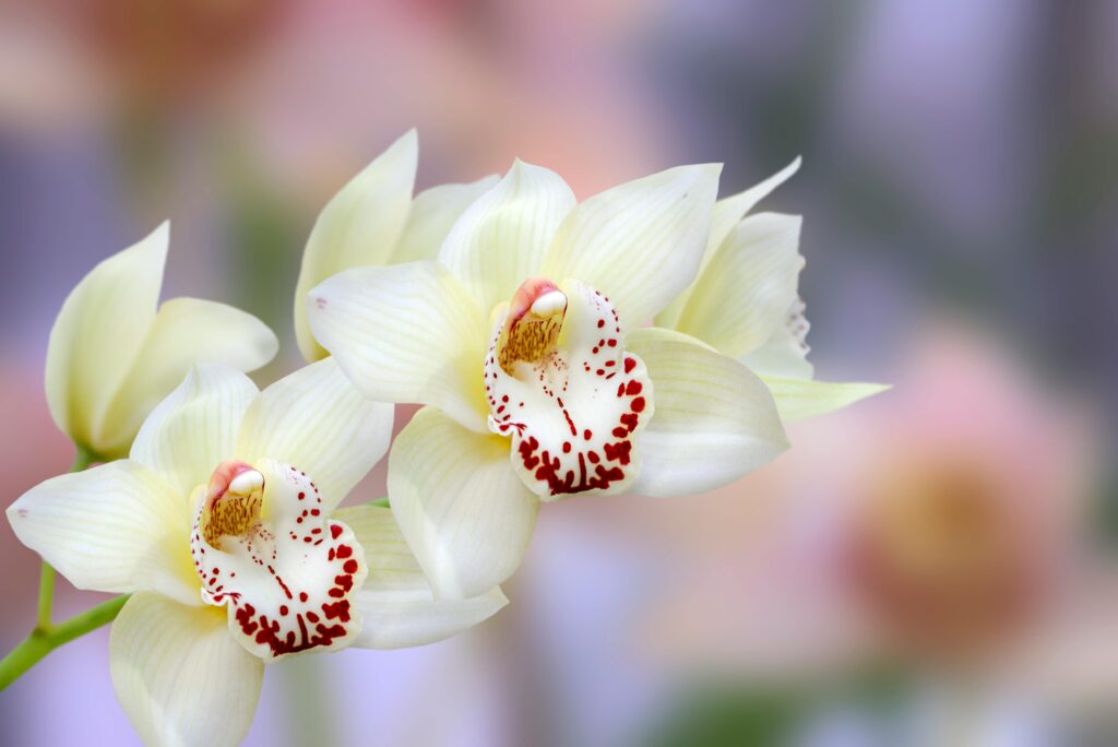 flores blancas en orquídeas