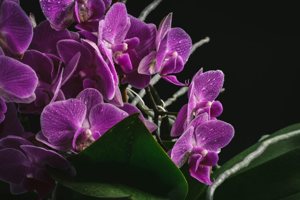 orquídea morada