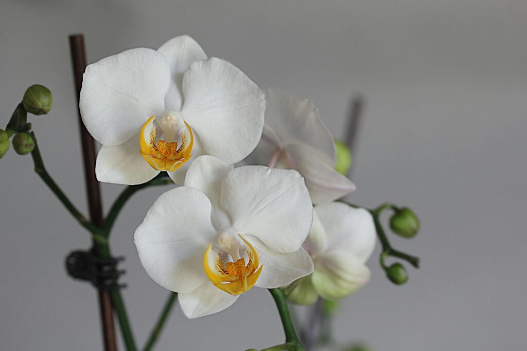 orquídeas con flores blancas