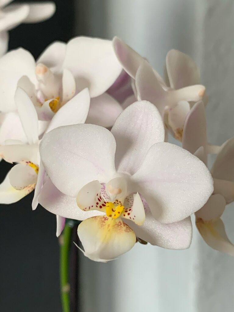 orquídea blanca