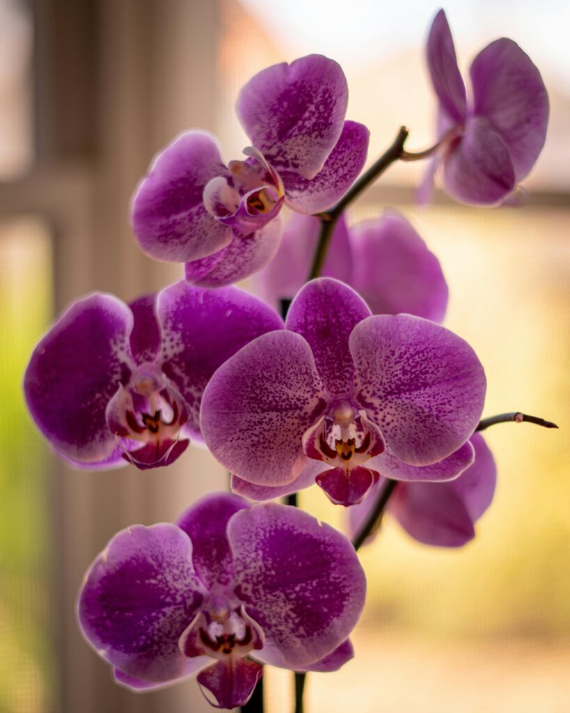 orquídeas con flores moradas