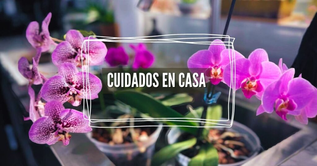 cuidados orquídeas en interior