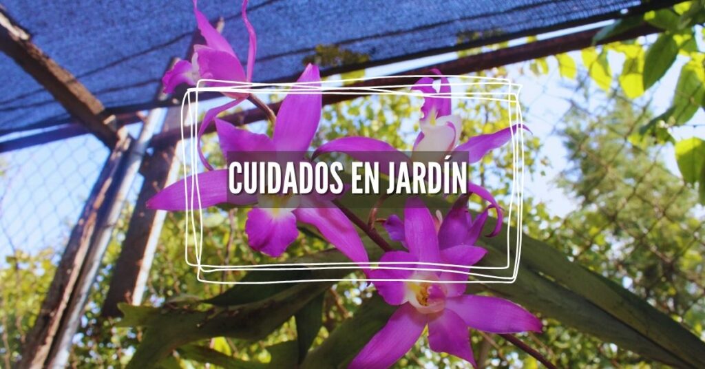 cuidados orquídeas en exterior