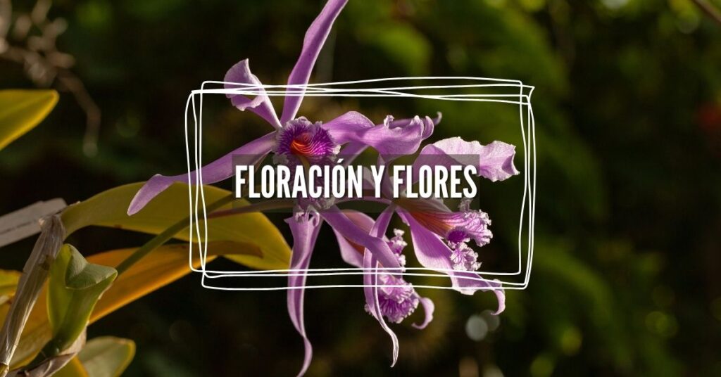 floración orquídeas