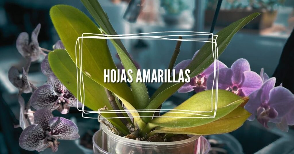 hojas amarillas en orquídeas