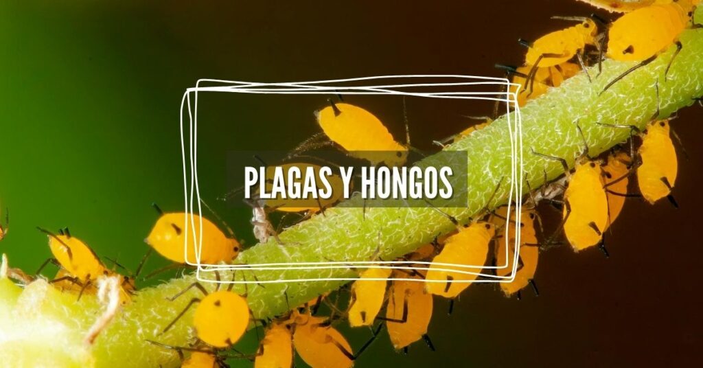 plagas y hongos en orquídeas