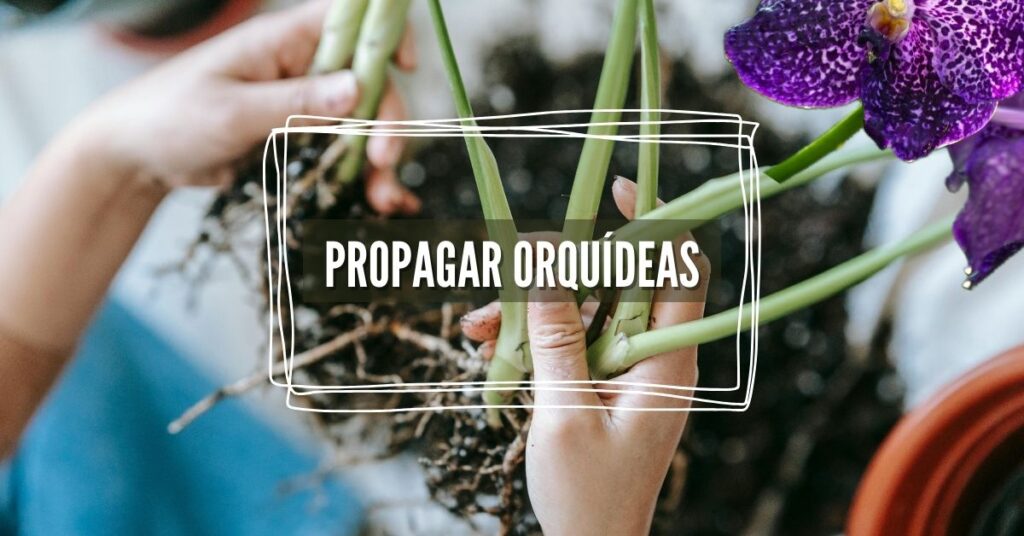 cómo propagar orquideas