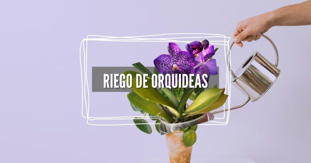 guía sobre el riego correcto de orquideas