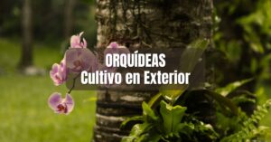 Cómo cultivar orquídeas en exterior