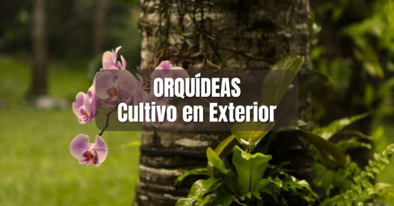 Cómo cultivar orquídeas en exterior