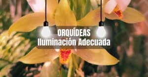 Luz e Iluminación en orquídeas