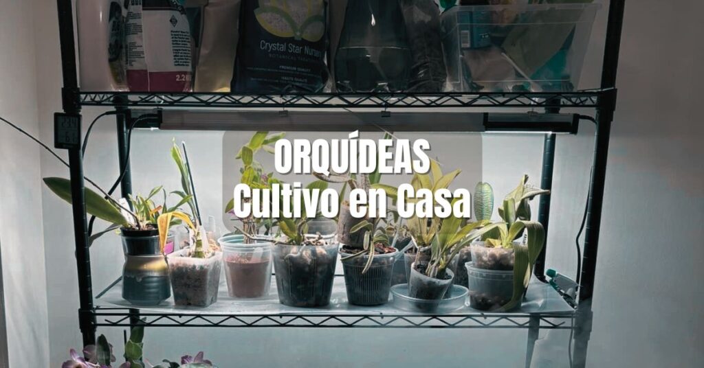 Cómo cultivar orquídeas en casa