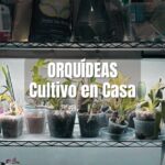 Cómo cultivar orquídeas en casa