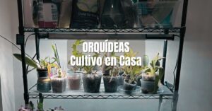 Cómo cultivar orquídeas en casa