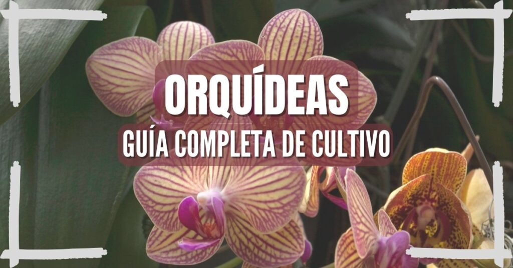 Orquídeas variedades, cuidados, guía completa del cultivo de orquideas gratis