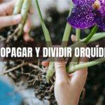 Dividir y propagar orquideas