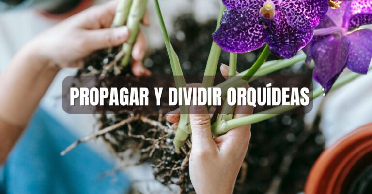 Dividir y propagar orquideas