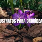 Sustrato para orquídas, mezcla perfecta para orquideas epifitas