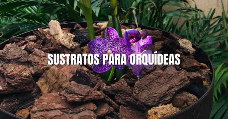 Sustrato para orquídas, mezcla perfecta para orquideas epifitas