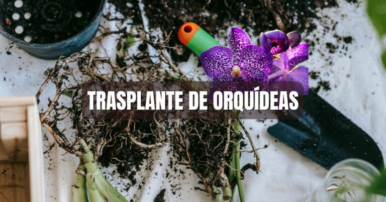 Trasplante de orquídeas , cómo trasplantar una orquídea