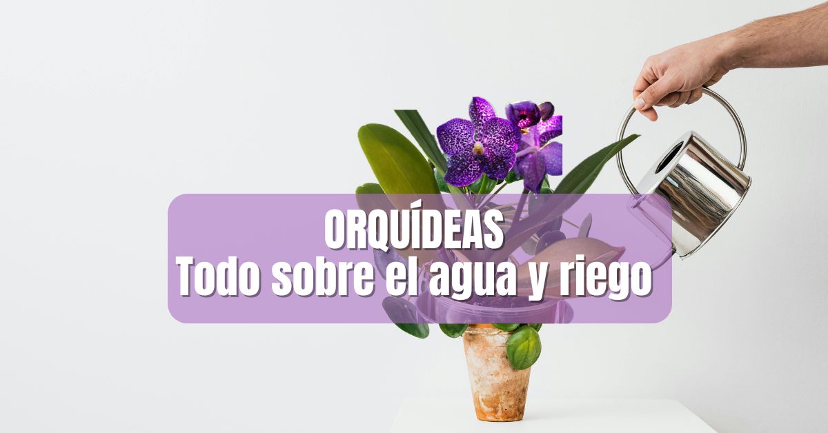 cómo regar orquídeas