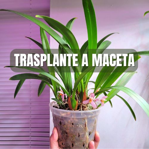 Cómo trasplantar una orquídea a maceta