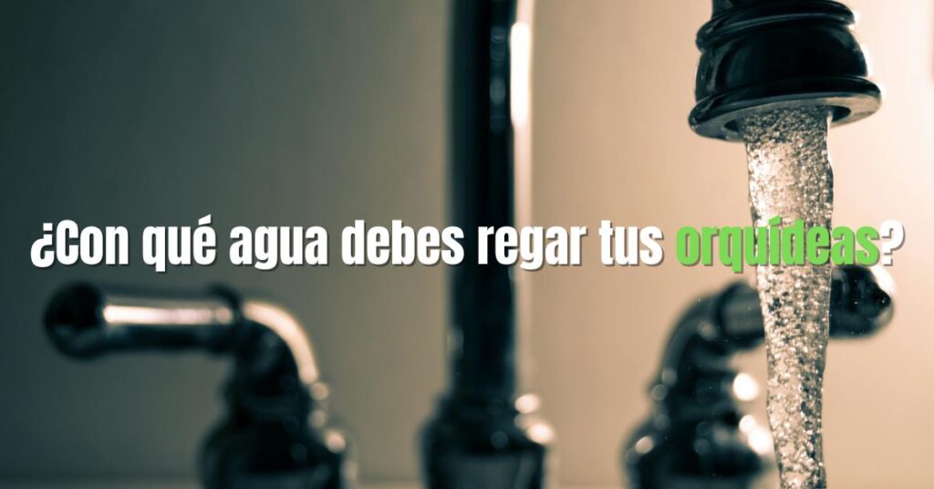 agua de grifo para el riego de orquídeas