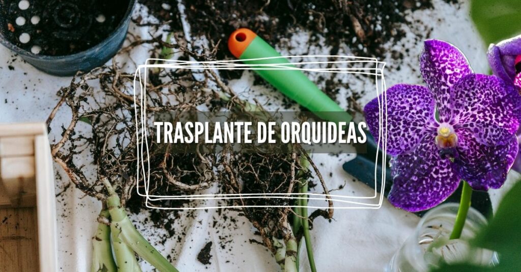 cómo trasplantar orquideas