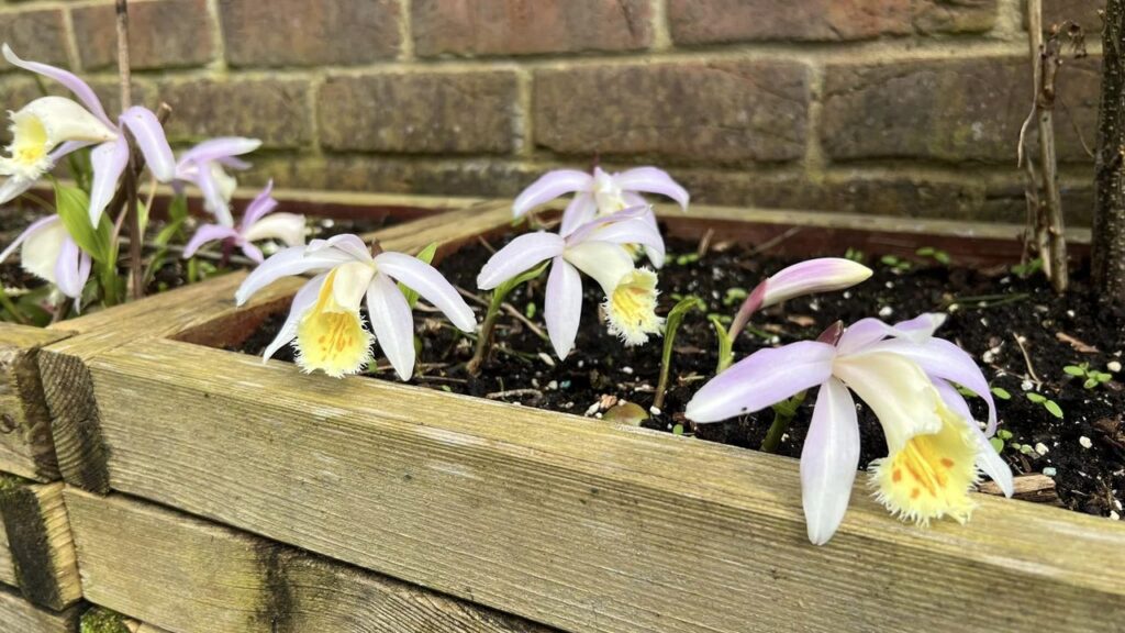 orquídea pleione en exterior, bancal en invierno