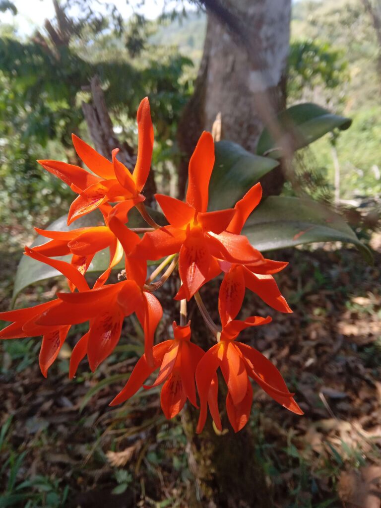 orquídea floración en verano