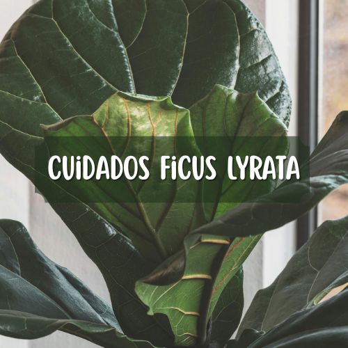 cuidados ficus lyrata