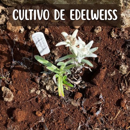 cultivo de edelweiss