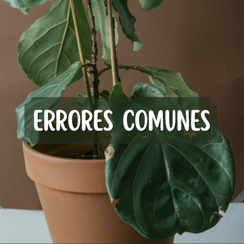 errores comunes en el cultivo de ficus lyrata